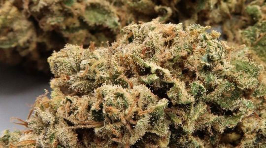 lemon haze CBD